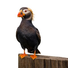 Obraz premium Tufted Puffin on piece of wood isolated on white background