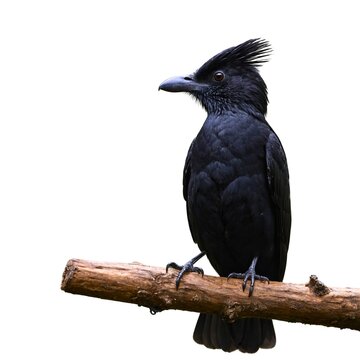  umbrellabird on piece of wood isolated on white background