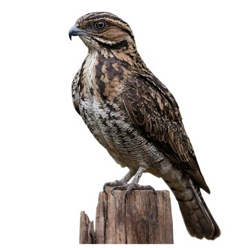 ungle Nightjar isolated on white background