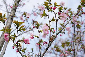 Branches of sakura flowers, cherry blossom