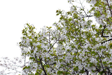 Branches of sakura flowers, cherry blossom