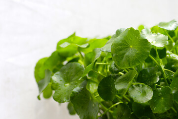 Centella asiatica (gotu kola). Fresh green leaves herb background.