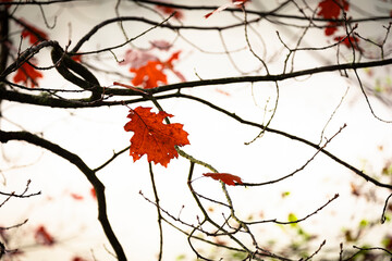 red autumn leaves