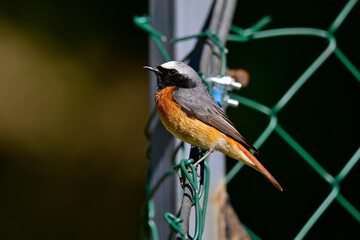 Common redstart // Gartenrotschwanz (Phoenicurus phoenicurus) 