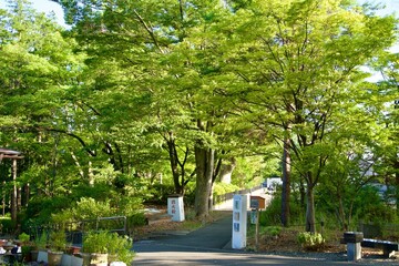 Scenery of trees in the precincts of Zenkoji Temple bathed in light
