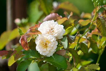 Close-up of two white roses