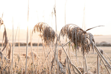 reeds in the wind