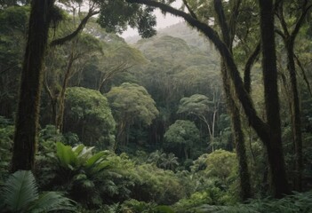 A winding path through a lush forest with palm trees and ferns