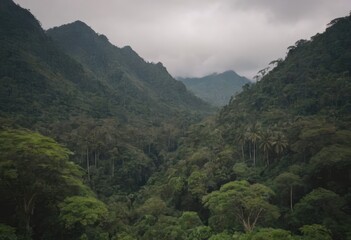 Fototapeta premium A winding path through a lush forest with palm trees and ferns