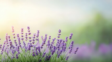 Naklejka premium Serene Lavender Field at Sunrise