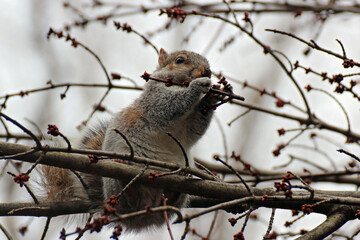 Squirrel in Tree - Holding Stick