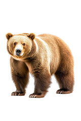 Fototapeta premium A majestic brown bear standing proudly, isolate on white background, showcasing its strength. cutout png