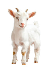 A goat standing on all fours, isolate on white background, showing its horns and fur detail. cutout png