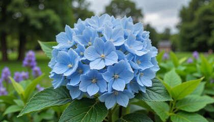Blue hydrangea flower blooming in a garden setting