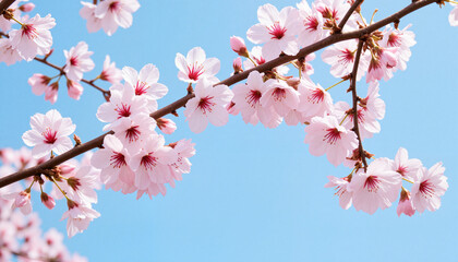 Cherry blossom branch against clear blue sky