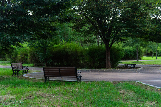empty bench in the forest