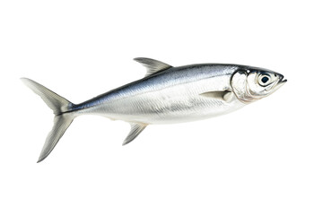 Fresh sardine fish with detailed scales and fins isolated on white transparent background, symbolizing canned seafood