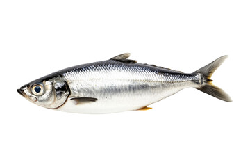 Obraz premium Fresh sardine fish with detailed scales and fins isolated on white transparent background, symbolizing canned seafood