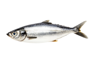Fresh sardine fish with detailed scales and fins isolated on white transparent background, symbolizing canned seafood