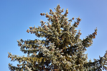 Spruce tree branch close up. Сoniferous tree in the forest against the sky