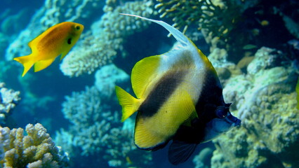 Red Sea bannerfish (Heniochus intermedius) undersea, Red Sea, Egypt, Sharm El Sheikh, Montazah Bay