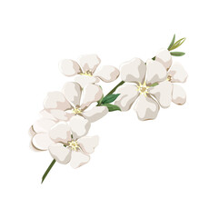 Fototapeta premium A twig with white flowers on a white background. Flowers for decoration. Vector illustration.