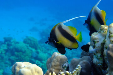 Red Sea bannerfish (Heniochus intermedius) undersea, Red Sea, Egypt, Sharm El Sheikh, Montazah Bay