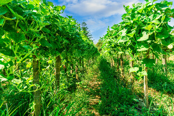 green rows of plantation farmland with young plant growth. farm landscape of agricultural countryside