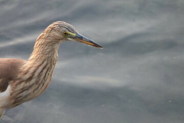 great blue heron ardea alba