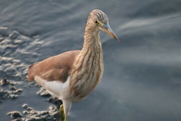 blue heron ardea cinerea