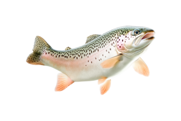 Closeup of trout fish with spotted scales, fins and open mouth isolated on white transparent background, concept of wildlife