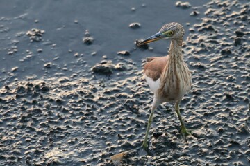 great blue heron ardea cinerea