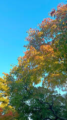 日本の自然風景　秋の空と木々