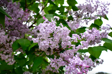 라일락꽃이 나무에 활짝 만발하고 있다.