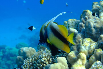 Red Sea bannerfish (Heniochus intermedius) undersea, Red Sea, Egypt, Sharm El Sheikh, Montazah Bay