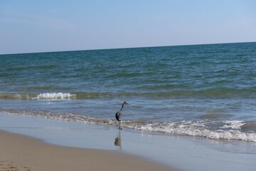 seagulls on the beach