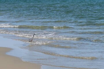 seagulls on the beach