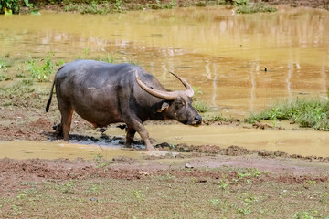 Obraz premium A black domestic buffalo eating grasses from a pond