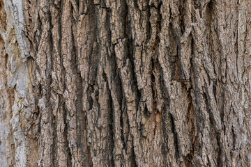 bark of a tree close up
