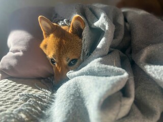 Pensive Shiba Inu with a sorrowful expression, head nestled under a blanket. The mood is reflective and contemplative. High quality close-up photo. copy space available.