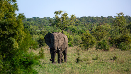 Obraz premium Big elephant in the sun in the Kruger National Park in South Africa