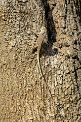 The wild Lizards of the Yala National Park
