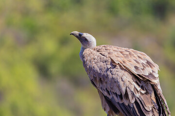 Fototapeta premium portrait of a vulture close up 