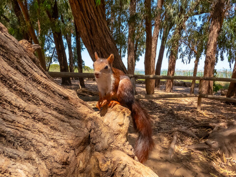 Red squirrel exploring a log in a natural park