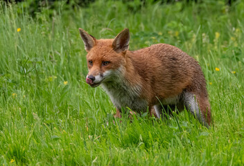 Red Fox Hunting
