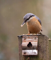 Hungry Nuthatch