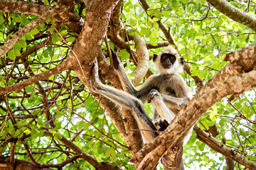 A hanuman langur of the Yala National Park in Sri Lanka
