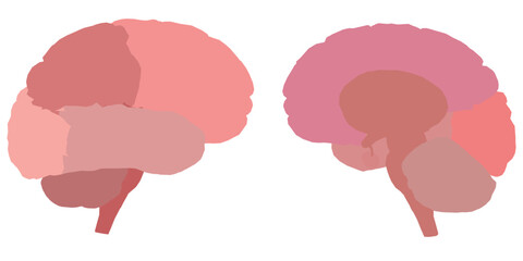 Two brains are shown in a pink color. The brain on the left is smaller than the one on the right