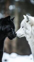 Obraz premium A black panther and white wolf gaze intently, nose to nose, in a snowy forest setting, showcasing contrast and unity.