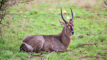 African Waterbucks (Kobus Ellipsiprymnus) enjoying the sun in the Kruger National Park in South Africa